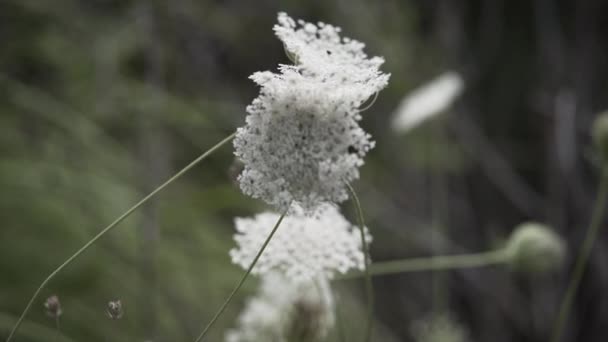 Vista Cámara Lenta Una Flor Salvaje Blanca Con Tallo Delgado — Vídeos de Stock