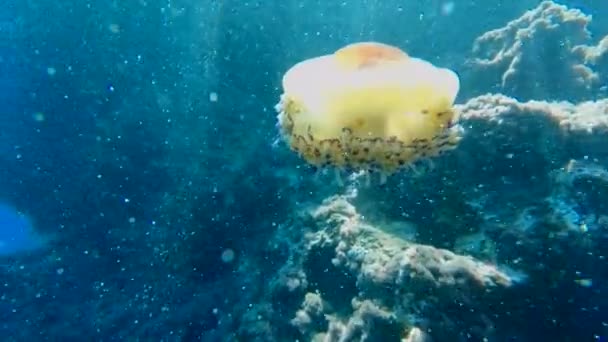 Tipo Medusas Los Escifozoos Que Mueven Entre Corales Algas Turismo — Vídeo de stock