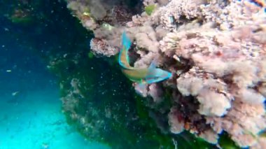 Thalassoma pavo mercanlar ve deniz yosunları arasında yiyecek arayışında yüzüyor.