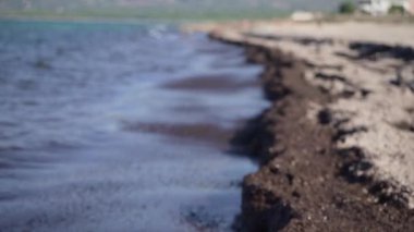Kahverengi yosun adası turizmiyle dolu Mayorka 'da kayalık bir sahil.