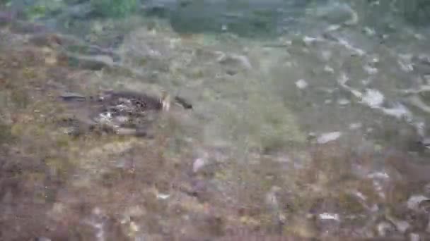Πουλί Μακρύ Ράμφος Στο Νερό Ψάχνει Για Ψάρια Για Τραφεί — Αρχείο Βίντεο