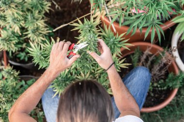 Kafkasyalı bir çocuğun bahçedeki çömleklerin yanındaki marihuana bitkisini manipüle ederken çekilmiş bir fotoğrafı.