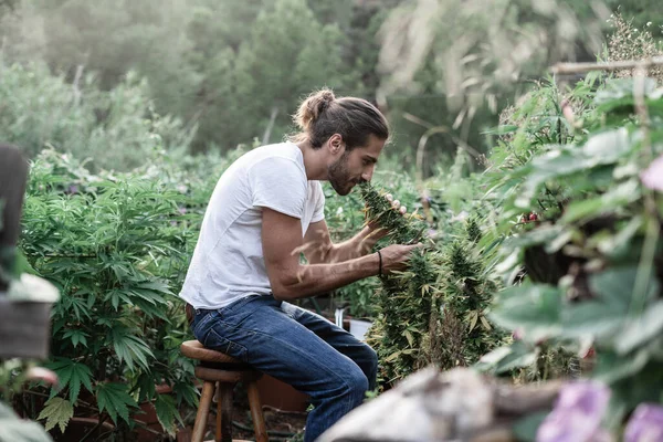 Garçon Caucasien Cueillant Sentant Les Feuilles Une Plante Marijuana Extérieur — Photo