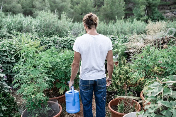 young caucasian gardener man standing in the middle of a large garden full of potted marijuana plants - Medicinal use