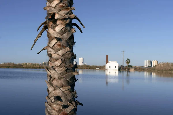 Tronc Palmier Face Lac Calme Près Ville Une Journée Sans Image En Vente