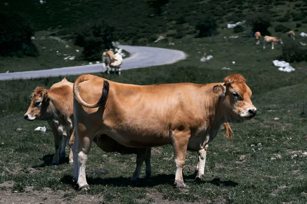 Κοπάδι Αγελάδων Βόσκει Ειρηνικά Στο Γρασίδι Του Λιβαδιού Δίπλα Στο — Φωτογραφία Αρχείου