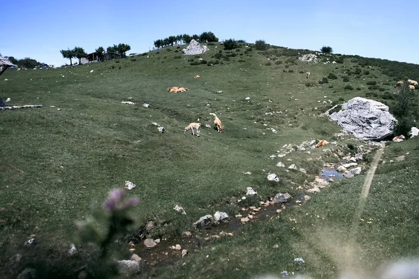 Horský Svah Trávou Mladými Krávami Pasoucími Tiše Klidném Místě Covadonga — Stock fotografie