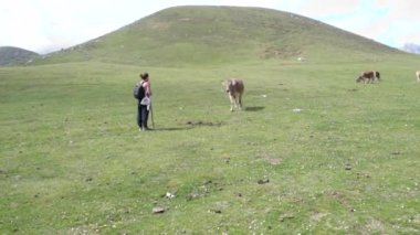 İspanya 'nın kuzeyinde Asturias' ta sırt çantalı bir İspanyol ineğe yaklaşıyor.