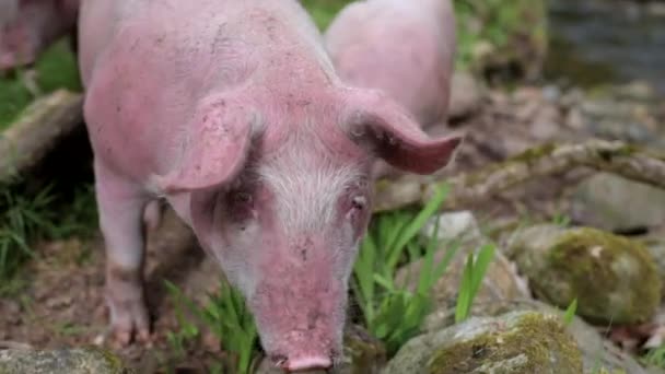 Три Свиньи Питаются Травой Которая Растет Между Камнями Севере Испании — стоковое видео