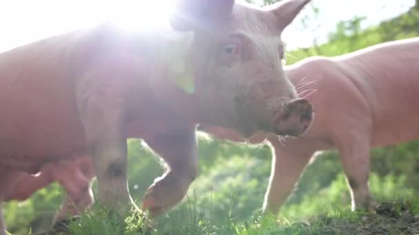 Several Little Pigs Walking Grass Beautiful Sunny Day North Spain — Stock Video