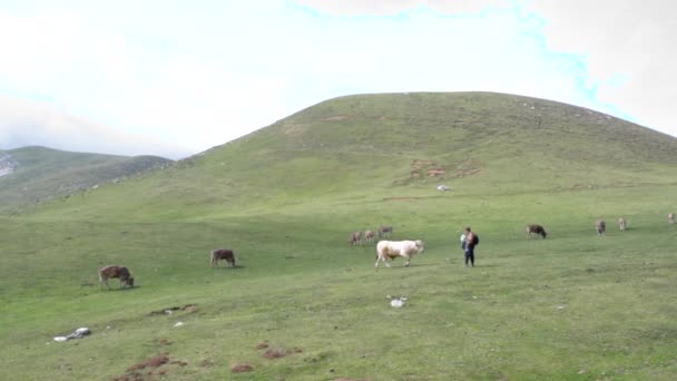 西班牙北部皮科斯德欧罗巴的草地上喂白牛犊的人 — 图库视频影像