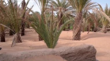 Geleneksel Fas elbiseli İspanyol adam palmiye ağaçları etrafında yürüyor - Arap ülkesi