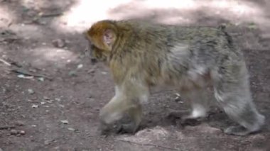Kahverengi ve siyah Makak ormanda sessizce yürüyor - Arap ülkesinde.
