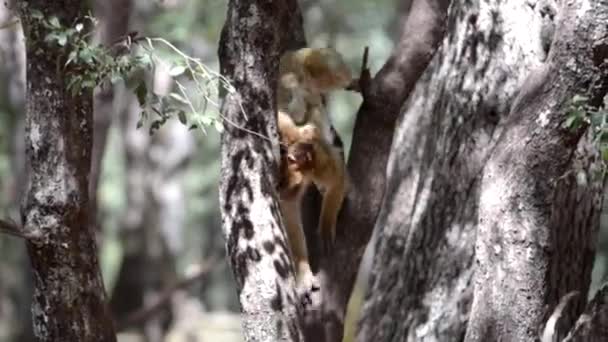 Ung Baby Macaque Kommer Ned Fra Træet Med Sin Mor – Stock-video