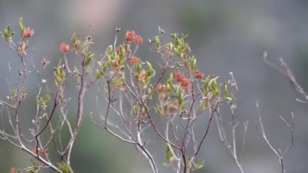 Rhododendron Canadense Κινείται Από Τον Άνεμο Στο Μαρόκο Αραβική Χώρα — Αρχείο Βίντεο