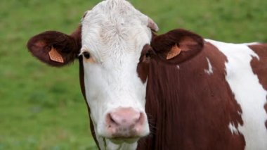 Navarra 'da bir çayırın ortasında kahverengi beyaz bir ineğin kapanışı - seyahat kavramı