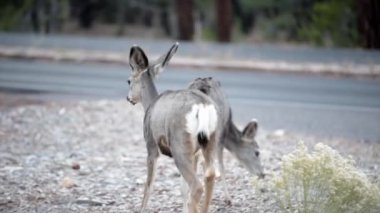 Genç geyikler yiyecek aramak için yol kenarında gezinirler.