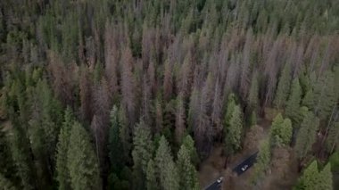 Birleşik Devletler Seyahat videosundaki bir ormanı geçen yolun tepesinden görüntü