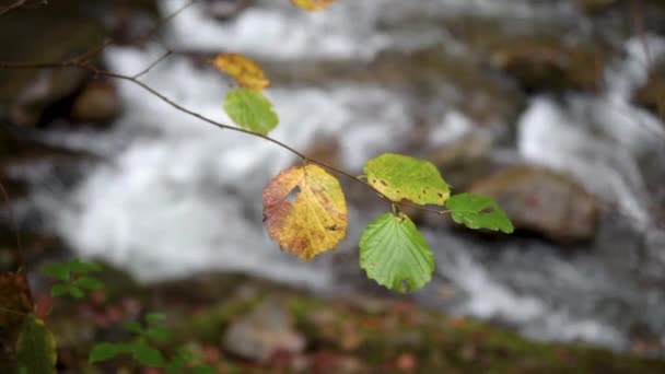 Ein Ast Mit Zerkauten Blättern Einem Reißenden Fluss Der Flussabwärts — Stockvideo