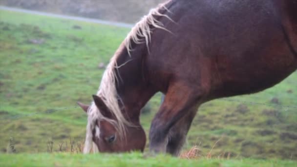 在西班牙北部的山上吃草的棕色马 旅行的概念 — 图库视频影像