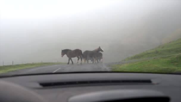 Drogocenne Konie Spacerują Górską Drogą Nawarze Koncepcja Podróży — Wideo stockowe