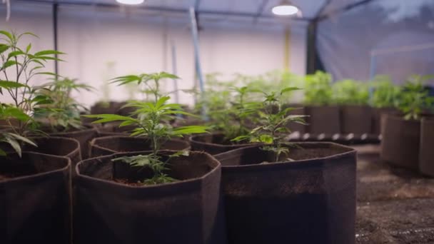 Pohybové Záběry Rostoucích Rostlin Konopí Skleníkové Farmě Právní Marihuana Koncept — Stock video