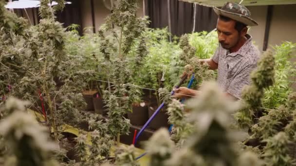 泰国园艺师闻到大麻植物的味道以检查成熟状况 法律上的大麻树概念 — 图库视频影像