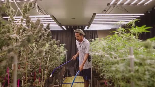 亚洲农民为室内大麻合法种植浇水 合法大麻种植概念 — 图库视频影像