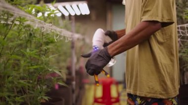Ot ekmeden önce kesme makasını dezenfekte eden çiftçi - yasal marihuana kavramı