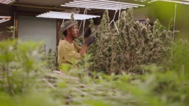 Yetişkin Taylandlı çiftçi kapalı bir serada kenevir buduyor - yasal marihuana konsepti