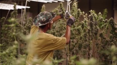 Yetişkin bir adam, bir marihuana bitkisinin ana çiçeğini kurşun ışığında kesiyor.