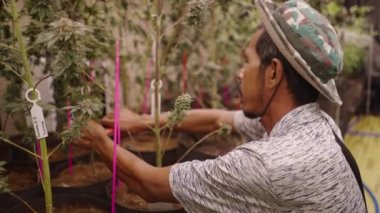 Asyalı bahçıvan marihuana tarlasında yedek yaprak topluyor - yasal marihuana konsepti