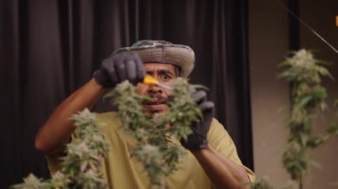Taylandlı bahçıvan marihuana bitkilerini çiçek açtırıyor - yasal marihuana konsepti