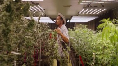 Asyalı çiftçi hangi marihuana bitkisinin kesilmeye hazır olduğunu kontrol ediyor.