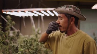 Yetişkin Taylandlı çiftçi marihuana konseptini kontrol etmek için marihuana bitkileri kokluyor.