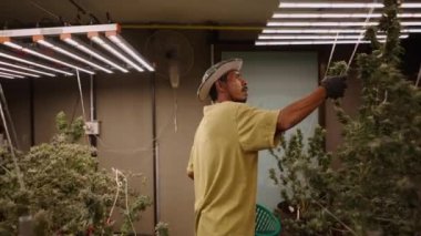 Bir bahçıvanın iç mekan kenevir tarlasıyla ilgilenirken ki hareketini geri çek - yasal marihuana konsepti