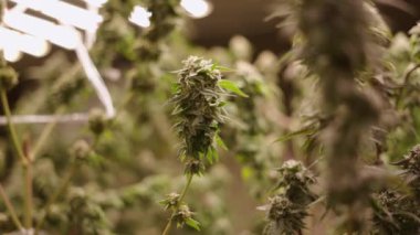 Bir marihuana çiçeğinin kapalı bir serada hareket etmesi - yasal marihuana konsepti