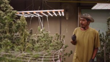 Yasal marihuana konseptinin kalitesini kontrol etmek için marihuana bitkilerini koklayan gülümseyen bir işçi.
