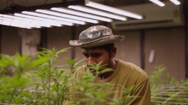 Ciddi bir yetişkin bahçıvan marihuana bitkilerini buduyor - yasal marihuana kavramı
