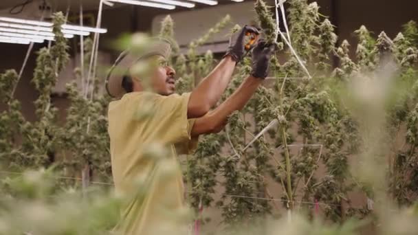 Farmer Trimming Marijuana Indoor Plantation Legal Marihuana Concept — Stock Video