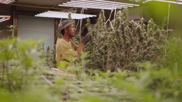Adult Thai Farmer Trimming Ganja Indoor Greenhouse Legal Marihuana Concept — Stock Video