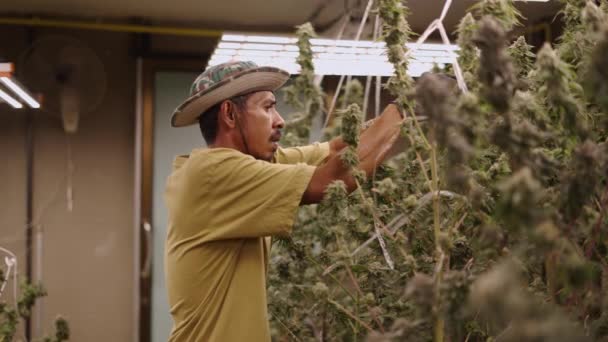 Agricultor Tailandés Retirando Hojas Sobrantes Marihuana Plantación Interior Concepto Legal — Vídeos de Stock
