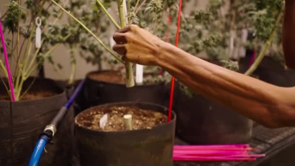 Plante Marijuana Culture Paysanne Gros Plan Concept Légal Marihuana — Video