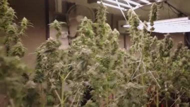 Gelişmiş bir çiçek sahnesindeki kapalı bir marihuana tarlasının gezici çekimi - yasal marihuana kavramı
