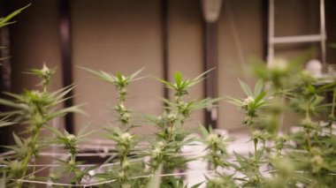 Daha olgunlaşmamış marihuana çiçeklerini kapalı bir tarlada yakından çek - yasal marihuana konsepti