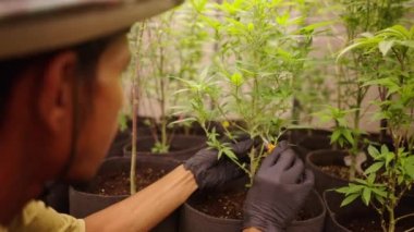 Marihuana yapraklarını erken çiçek sahnesinde kırpmak - yasal marihuana konsepti