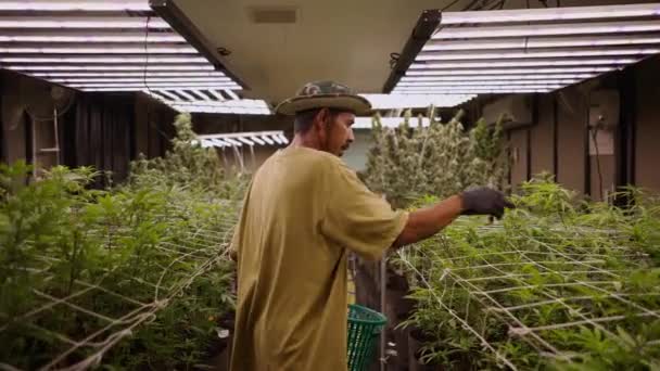 Después Inyección Agricultor Asiático Adulto Cuidando Una Plantación Legal Marihuana — Vídeo de stock