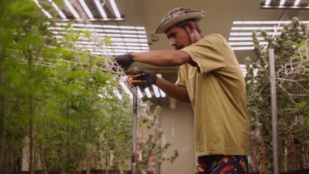 Erwachsener Gärtner Schneidet Blätter Einer Organisierten Marihuana Plantage Legales Marihuana — Stockvideo