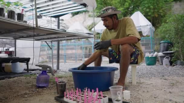 亚洲成年男子将小大麻植物移植到一个更大的大麻罐中 合法大麻的概念 — 图库视频影像