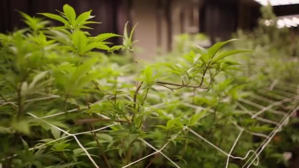 Cestovní Záběr Vnitřní Plantáže Marihuany Raném Stádiu Květu Právní Koncept — Stock video